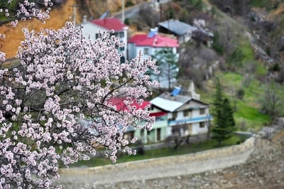 G&uuml;m&uuml;şhane&rsquo;de baharın renkleri kışın beyazıyla kucaklaştı
