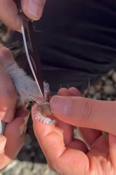 Gümüşhane’de itfaiye ekipleri ayakları ipe dolanan güvercin için seferber oldu
