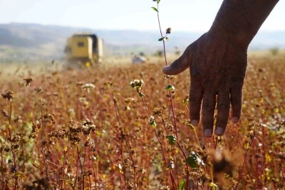 Gümüşhane’de karabuğday hasadı başladı
