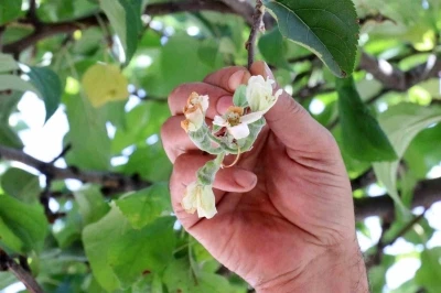 Gümüşhane’de mevsimi şaşıran elma ağacı Eylül ayında çiçek açtı
