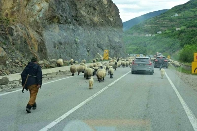 G&uuml;m&uuml;şhane yaylalarına geleneksel k&uuml;&ccedil;&uuml;kbaş hayvan g&ouml;&ccedil;&uuml; başladı

