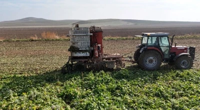 Gün doğmadan başlayan mesai sürüyor: Ankara’da şeker pancarı hasadı tempo kesmiyor
