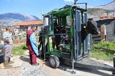 G&uuml;ndoğmuşlu &uuml;reticilerin b&uuml;y&uuml;kbaş hayvanlarına tırnak bakım desteği
