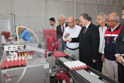 G&uuml;nl&uuml;k 5 Bin Koli Yumurta &Uuml;retiliyor