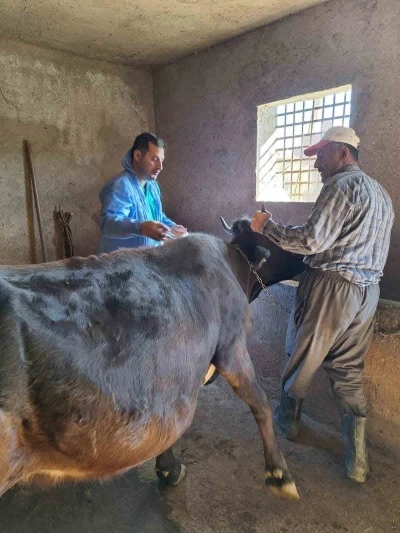 Güroymak’ta şap aşısı çalışmaları aralıksız sürüyor
