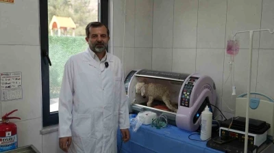 G&uuml;rsu Butik Hayvanat Bah&ccedil;esi yeni sakinlerini ağırlıyor
