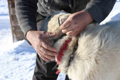 G&uuml;r&uuml;n &ccedil;engeli Kangal k&ouml;peklerine can simidi oluyor
