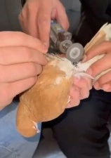 G&uuml;vercinin ayağına dolanan demir bilezik itfaiye ekibince &ccedil;ıkartıldı