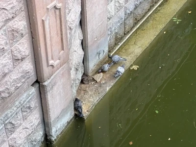 Güvercinler ve fareler yemeklerini paylaştı
