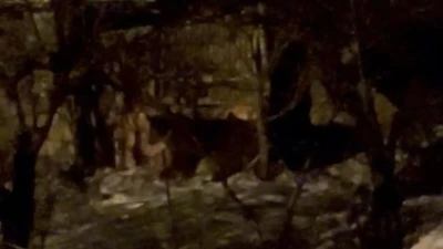 Hakkari&rsquo;de a&ccedil; ayılar mahalleye indi

