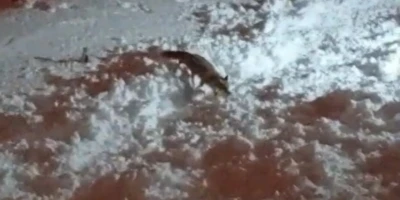 Hakkari&rsquo;de a&ccedil; kalan tilkiler şehirde yiyecek aradı
