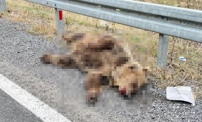 Hakkari’de aracın çarptığı ayı telef oldu
