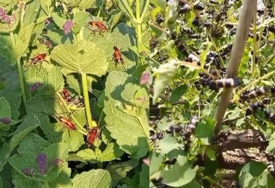 Hakkari&rsquo;de &ccedil;ekirge istilası
