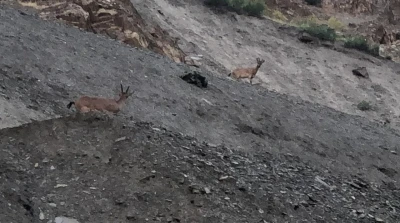 Hakkari&rsquo;de dağ ke&ccedil;ileri g&ouml;r&uuml;nt&uuml;lendi
