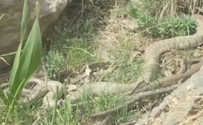 Hakkari&rsquo;de doğaseverler dev engerekle karşılaştı
