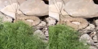 Hakkari&rsquo;de koca engerek yılanı g&ouml;r&uuml;nt&uuml;lendi
