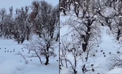 Hakkari&rsquo;de onlarca keklik k&ouml;ye indi
