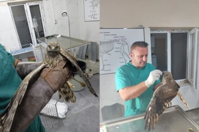 Hakkari’de tedavi edilen şahin tekrar doğaya bırakıldı
