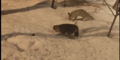 Hakkari&rsquo;de tilki ile kedinin şaşırtan g&ouml;r&uuml;nt&uuml;s&uuml;
