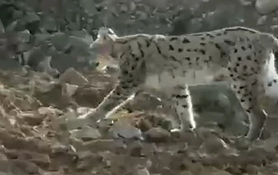 Hakkari’de vaşak görüntülendi
