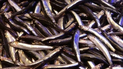 Hamsinin ihracatına boy engeli
