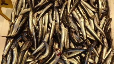 Hamsiyi tezgahta erken gören balıkçı sevinsin mi üzülsün mü bilemedi
