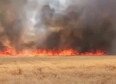 Harran&rsquo;da 300 d&ouml;n&uuml;ml&uuml;k buğday tarlasında yangın
