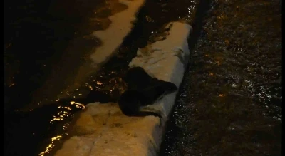 Harşit &Ccedil;ayı&rsquo;nda nesli tehlike altındaki su samurları g&ouml;r&uuml;nt&uuml;lendi
