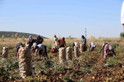 Hasadı başlayan patates fiyatıyla &uuml;reticilerin y&uuml;z&uuml;n&uuml; g&uuml;ld&uuml;rd&uuml;
