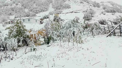 Hasadı yapılmayan ceviz kar altında kaldı
