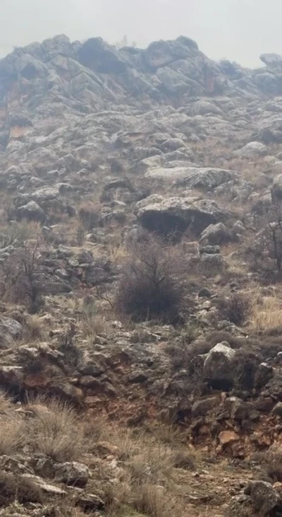 Hasankeyf&rsquo;te &ouml;rnek davranış: S&uuml;r&uuml;c&uuml; durdu, dağ ke&ccedil;ileri ge&ccedil;ti
