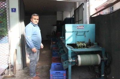 Hasat edilen zeytinler boyuna g&ouml;re ayrılıyor, fiyatı kaliteyle şekilleniyor
