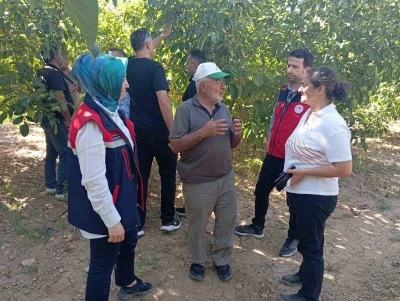 Hasat öncesi ceviz bahçelerinde inceleme yapıldı
