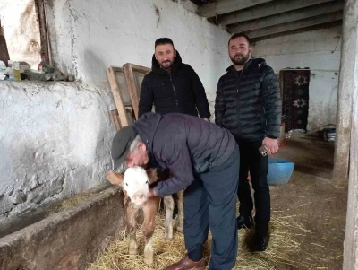 Hasta buzağıya evinde baktı
