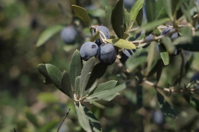 Hatay’da 17 milyon 102 bin ağaçta, 201 bin ton zeytin rekoltesi bekleniyor
