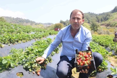 Hatay&rsquo;da &ccedil;ilek hasadı başladı
