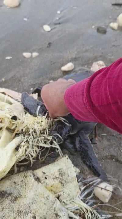 Hatay&rsquo;da &ccedil;uvala dolanan yavru deniz kaplumbağası belediye ekiplerinin dikkatiyle kurtuldu
