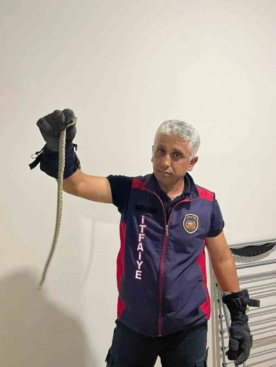 Hatay’da eve giren yılanları itfaiye yakaladı
