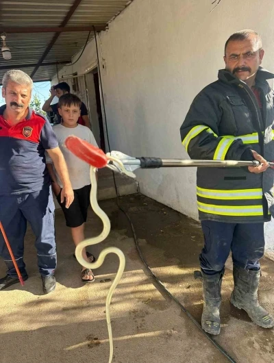 Hatay’da evlere giren 2 yılan yakalandı
