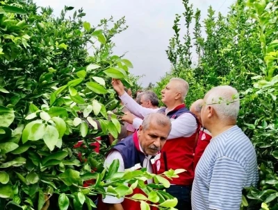 Hatay’da narenciye bahçeleri zararlı organizmalara karşı incelendi
