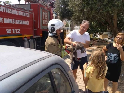 Hatay’da palmiyede mahsur kalan kedi ekipler tarafından kurtarıldı
