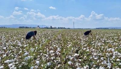 Hatay’da pamuk ve soya ekili araziler kontrol edildi
