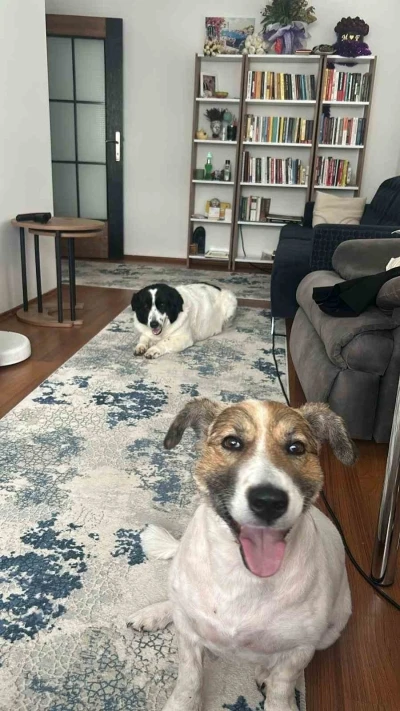 Hatay’dan Ankara’ya uzanan dostluk: Depremzede 2 köpek yeniden bir arada
