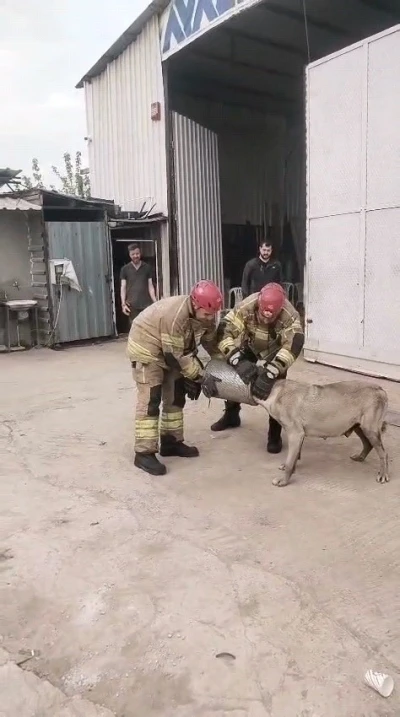 Hava filtresine sıkışan k&ouml;pek kurtarıldı

