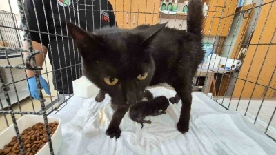 Havalandırma boşluğuna d&uuml;şen kedi ve yavruları kurtarıldı
