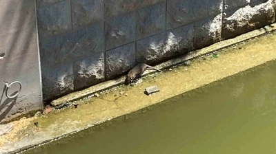 Havalar ısınınca fareler Porsuk Çayı’na geri döndü

