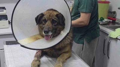 Havladığı i&ccedil;in 4 kurşunla vurulan k&ouml;pek hayata tutundu; Adını "Kurşun" koydular
