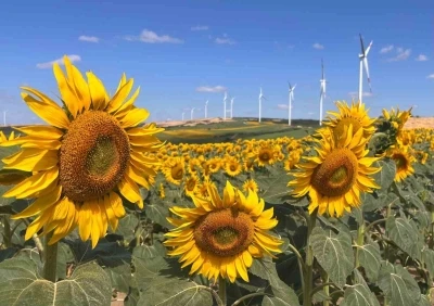 Hayrabolu&rsquo;da ay&ccedil;i&ccedil;eği tarlaları g&ouml;rsel ş&ouml;lene d&ouml;n&uuml;şt&uuml;
