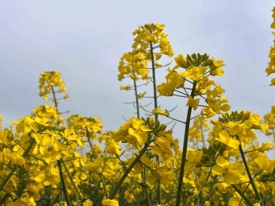 Hayrabolu&rsquo;da bu yıl 21 bin dekar alanda kanola ekimi yapıldı
