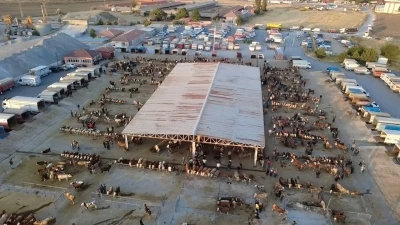 Hayvan fiyatları d&uuml;ş&uuml;şte, besiciler &lsquo;Tam alım zamanı&rsquo; diyor

